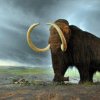 Americanii susțin că au tehnologia de inginerie genetică necesară pentru a readuce la viaţă exemplare de mamut
