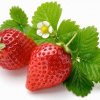 Au apărut primele căpșuni românești: Prețul la care se vând le fac să devină 'fructe de lux'