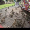 Bande de maimuțe terorizează o stațiune turistică. Polițiștii, disperați: 'Ne ascundem fețele și pistoalele să nu le vadă' / VIDEO