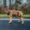 Controverse pe seama 'lupului' din Poiana Brașov, care alerga după un biciclist - Ce spun cunoscătorii: A fost, probabil, un câine rătăcit și atât / Video