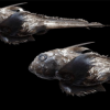 Creatură înfricoșătoare, cu ochi masivi asemănători unui șobolan, descoperită în adâncurile oceanului