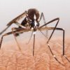 Cuba testează o tehnică de reducere a populaţiei de ţânţari care transmit febra dengue
