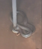 Descoperire de groază: Un șarpe de doi metri lungime s-a refugiat într-un bazin de apă