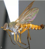 FOTO | A fost descoperită o insectă care le dă fiori și cercetătorilor: Rinhatiana cracentis este supranumită și 'musca cu toc'