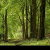 Garda Forestieră Focşani şi-a propus să regenereze în acest an peste 2.400 hectare de pădure