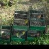 Garda Naţională de Mediu: 94 de păsări sălbatice din specii protejate de lege, confiscate după ce au fost găsite la vânzare