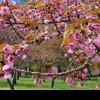 Hanami - sărbătoarea primăverii are loc în Grădina Japoneză din Herăstrău