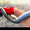 Nouă oportunitate de angajare la stat: Postul de vânător de șerpi, la o primărie