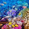 O grădină zoologică creează o Arcă a lui Noe pentru corali în scopul conservării recifelor periclitate