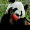 O pereche de urși panda va fi trimisă în SUA pentru o cooperare de 10 ani în protejarea speciei