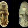 Oamenii de știință au creat un șoarece cu șase picioare, în loc de organe genitale: Se caută, de fapt, eliminarea cancerului