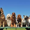 Peste 400 de câini, inclusiv din SUA şi Rusia, la Satu Mare Dog Show