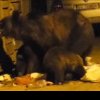 Populația a primit RO-alert: Un urs a fost văzut pe străzile dintr-o localitate din Harghita