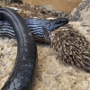 Salvamontiștii avertizează turiștii: Risc de întâlniri periculoase cu șerpii, inclusiv vipere