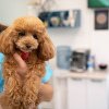 Un spital 'angajează' câini, la Terapie Intensivă: Sarcina lor e să ridice moralul pacienților