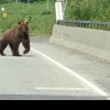 Un urs a intrat în curtea unei pensiuni din localitatea Bicaz Chei din Neamț