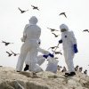 Urmează gripa aviară la oameni? Cum stau lucrurile cu următoarea amenințare infecțioasă pentru oameni