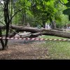 Vântul… schimbării? Sectorul 2 cade la propriu: mai mulți copaci și stâlpi s-au prăbușit în ultimele ore. Primarul Mihaiu, absent