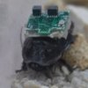 VIDEO | Au apărut gândacii-cyborg: La ce sunt folosite insectele cu creier robotizat