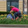 VIDEO | Operațiunea laleaua: Românii s-au apucat să fure florile și pomii plantați de primării