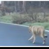 VIDEO | Scene de groază, în plină zi, la Brașov: un lup alerga pe șosea după un biciclist