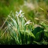 Serbarea Narciselor de la Negrileasa 2024, în 18-19 mai. Legenda florilor albe din Munții Apuseni