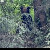 Urs observat în Oarda, lângă Alba Iulia. Locuitorii din zonă, avertizați prin mesaj RO-Alert