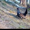 VIDEO: Rotitul cocoșului de munte în Parcul Natural Apuseni. Imagini cu animale, surprinse de camerele de supraveghere