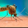 Avertisment venit de la experți: Peste jumătate din populaţia lumii, expusă riscului de a contracta boli transmise de ţânţari