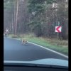 ”Aveți grijă, că vine!”. Biciclist urmărit de lup, la Poiana Brașov