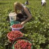Căpșuni din Grecia, retrase de pe piață din cauză că au pline de un pesticid neaprobat, numit karanjin