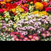 Cele mai frecvente nume de flori. 1,8 milioane de români își sărbătoresc onomastica