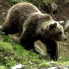 VIDEO. Cortegiu funerar fugărit de urs: „Toţi urlau”