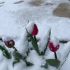 VIDEO. Episod de iarnă în România la mijloc de aprilie