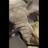 VIDEO. Imagini șocante într-un safari din Africa. Turiști atacați de un elefant. O femeie a murit