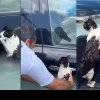 VIDEO. Momente emoționante cu salvarea unei pisici din inundațiile fără precedent din Dubai