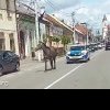 Un cal rătăcit, cu poliția și jandarmeria pe urme, prin Gherla – VIDEO