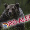 Mesaj RO-ALERT privind apariția unui urs la Cornu