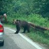 Turistă atacată de urs în zona Barajului Vidraru