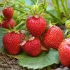 Dâmbovița: Exemple de reușită în agricultură, cu muncă multă și pasiune! Plantații de căpșuni la Tărtășești