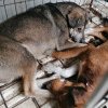 Femeie din Dâmbovița, amendată drastic pentru că ținea în condiții improprii zeci de câini și pisici