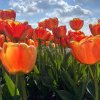 Poftiți în paradisul lalelor din Dâmbovița! O simfonie de culori și parfumuri puteți admira pe un câmp din Pătroaia Deal, în perioada 6-12 aprilie