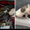 Călătorie cu surprize spre Cluj: Un cățel supraviețuiește 100 km ascuns sub capota mașinii și așteaptă să fie adoptat
