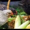 Salmonella și „puiul vopsit”. Cine are voie să scrie „hrănit cu porumb” pe etichete. Director ANPC: S-a identificat tulpina salmonella atât la carne din străinătate, cât și din România