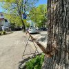 Constanteanul suparat: O bariera improvizata sugruma un copac pe strada Mihai Eminescu din Constanta! Accesul pentru populatie, partial blocat (GALERIE FOTO)