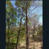 Constanteanul suparat: Un copac inclinat din cartierul Km. 4-5 sperie locuitorii din zona. Un barbat a sesizat Primaria Constanta