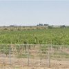 Evaluate la peste 400.000 euro: Peste 63 hectare plantatie vita de vie detinute de Premier Drinks SRL in Murfatlar si Poarta Alba, judetul Constanta, scoase la licitatie (DOCUMENT)