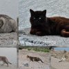 Mangalia, orasul pisicilor“! Zeci de feline, observate pe digul de pe malul marii (FOTOREPORTAJ+VIDEO)