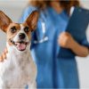 Primaria Constanta cauta medici veterinari de libera practica. Contractul de peste 3,2 milioane de lei, scos la licitatie (DOCUMENT)