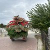 Horticultura SA, în pierdere în primele luni de la preluarea a două cimitire din Timișoara. Explicațiile companiei